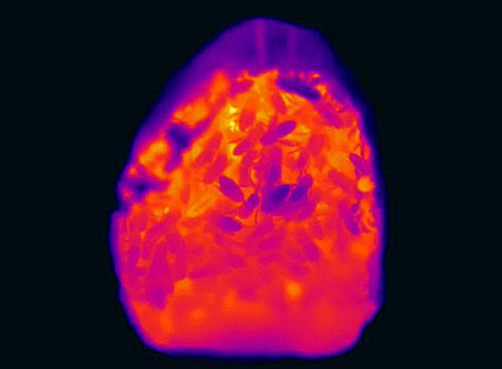 Thermal Image of Tree Cavity Entrance