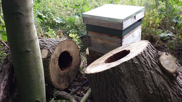 Tree Cavity